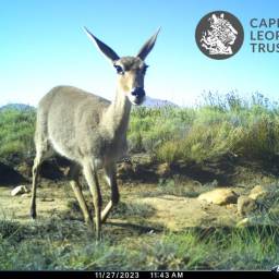Grey rhebuck